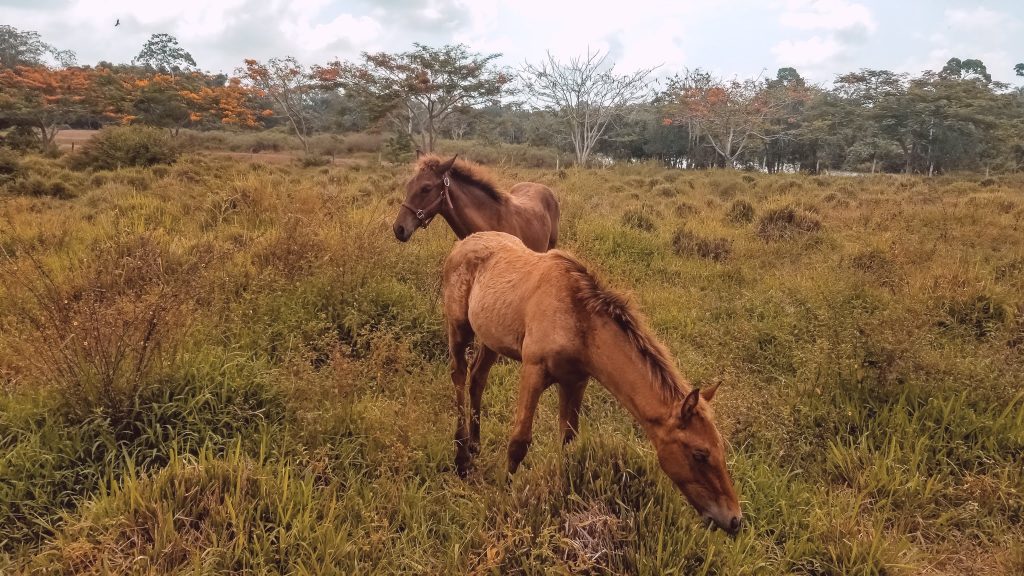 Drift inn Horseback riding in Belize