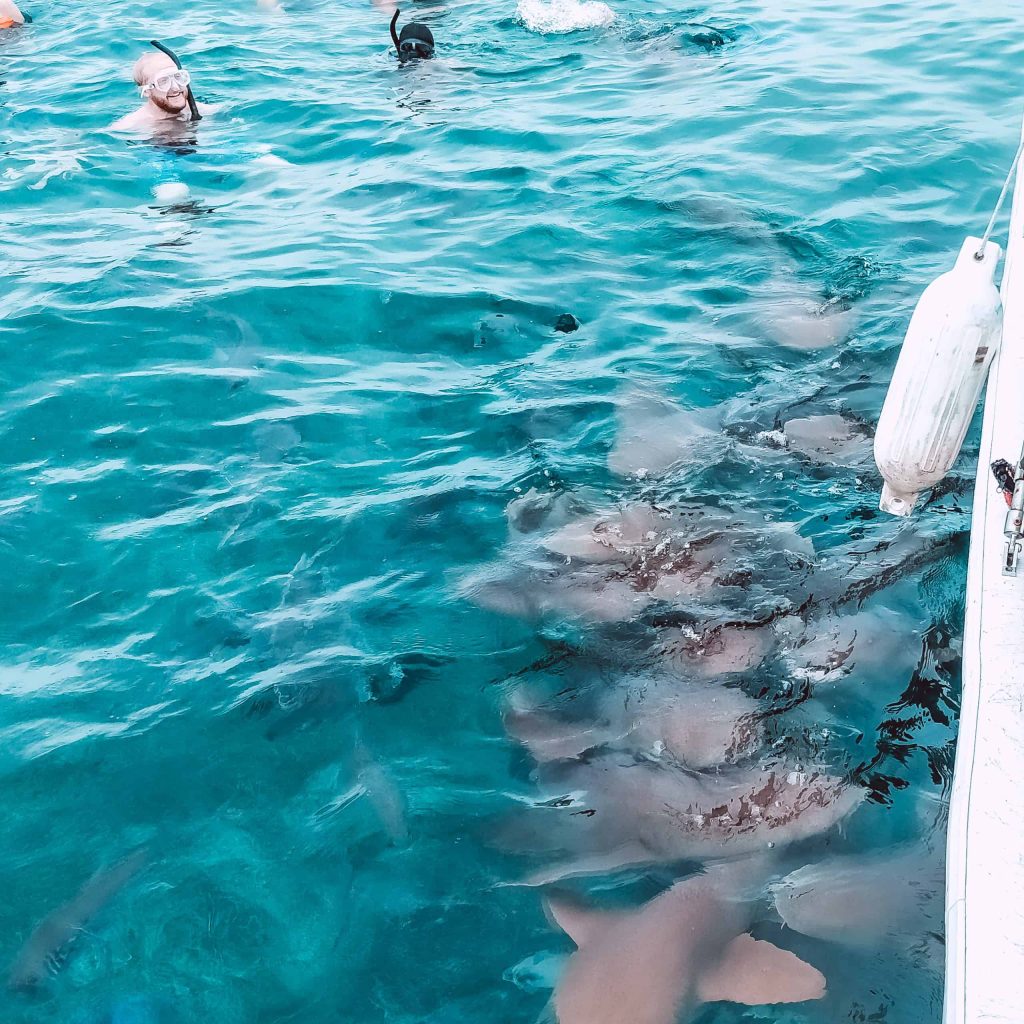 nurse-sharks-hol-chan-reserve-belize