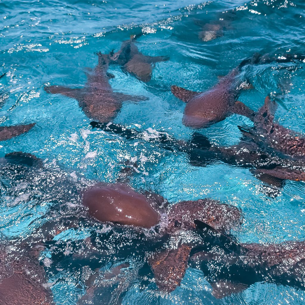 nurse-sharks-swimming-at-hol-chan-marine-reserve-san-pedro-belize