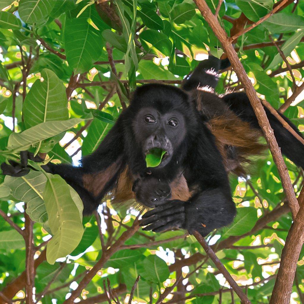 black howler monkey found in Belize interesting facts
